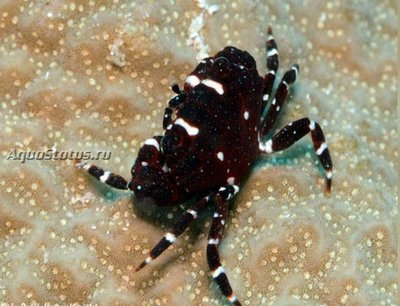 Краб круглый (Xanthias latifrons)