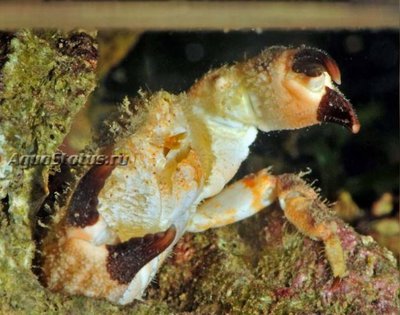 Краб ( Xanthias lamarckii)