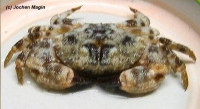 Краб ( Xanthias lamarckii)