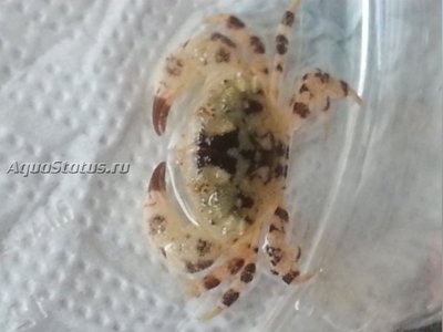 Краб ( Xanthias lamarckii)
