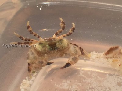 Краб ( Xanthias lamarckii)