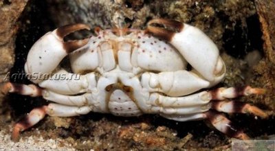 Краб Розовый пятнистый ксантидный ( Xanthias punctatus)