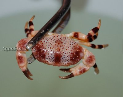Краб Розовый пятнистый ксантидный ( Xanthias punctatus)