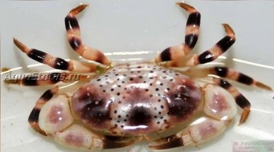 Краб Розовый пятнистый ксантидный ( Xanthias punctatus)