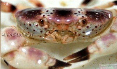 Краб Розовый пятнистый ксантидный ( Xanthias punctatus)