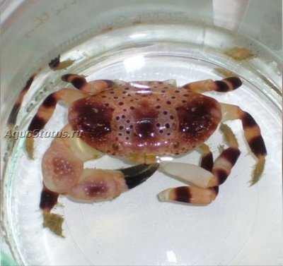 Краб Розовый пятнистый ксантидный ( Xanthias punctatus)