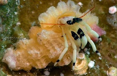 Рак - отшельник Гуамский ( Calcinus guamensis)
