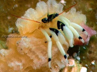 Рак - отшельник Гуамский ( Calcinus guamensis)