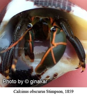 Рак-отшельник ( Calcinus obscurus)