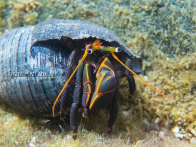 Рак-отшельник ( Calcinus obscurus)