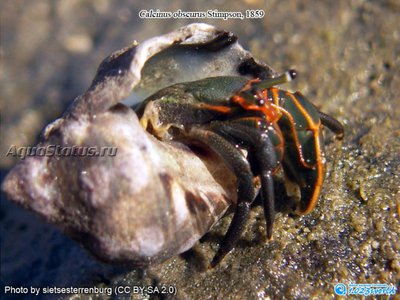 Рак-отшельник ( Calcinus obscurus)
