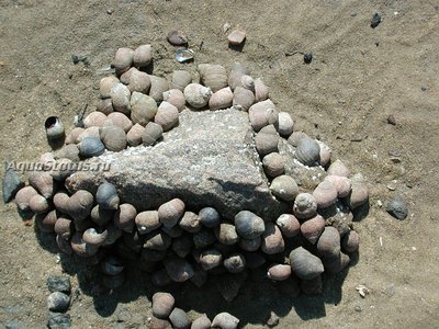 Барвинок большой ( Littorina littorea )
