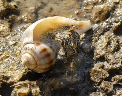 Рак - отшельник зелёный полосатый  ( Clibanarius vittatus )