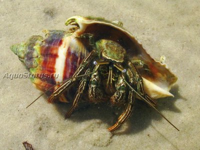 Рак - отшельник зелёный полосатый  ( Clibanarius vittatus )