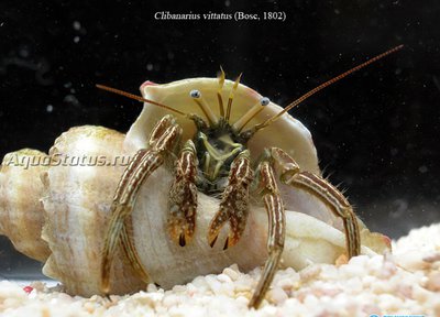 Рак - отшельник зелёный полосатый  ( Clibanarius vittatus )