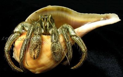 Рак - отшельник зелёный полосатый  ( Clibanarius vittatus )
