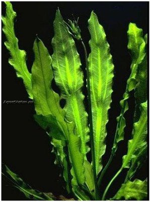 Эхинодорус большой (Echinodorus martii)