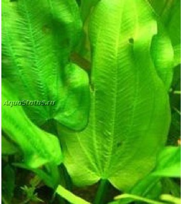 Эхинодорус Михаэль (Echinodorus michaeli)