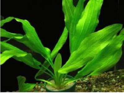 Эхинодорус Мурикатус Грин (Echinodorus Muricatus Green)