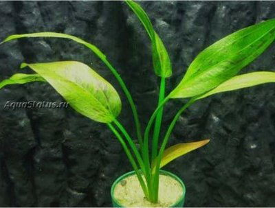 Эхинодорус флоридский (Echinodorus floridanus)