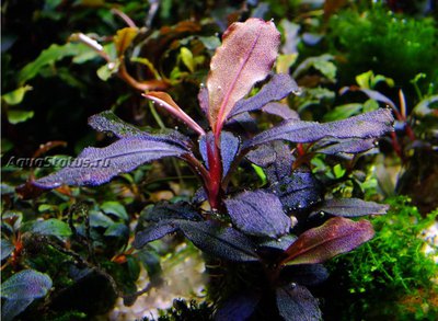 Буцефаландра Bucephalandra sp. (Brownie Red)