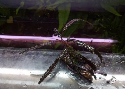 Буцефаландра Bucephalandra (sp. Alamanda V3 Dark)