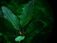 Фото Буцефаландра Bucephalandra sp. Achilles  (photo#141753)