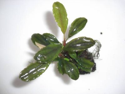 Буцефаландра Bucephalandra (sp. Atlas)