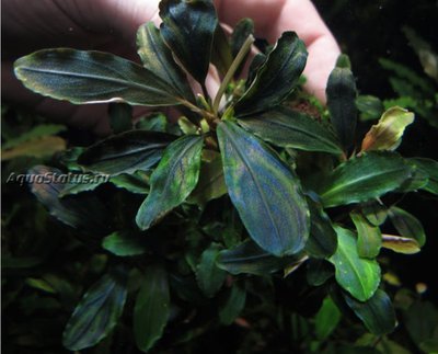Буцефаландра Bucephalandra (sp. Cherish — 3)