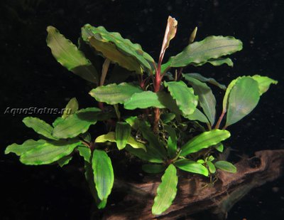 Буцефаландра (Bucephalandra sp. Copper Leaf Melawi, West Kalimantan)