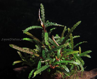 Буцефаландра (Bucephalandra sp. Fake Catherineae, Daerash Malawi)