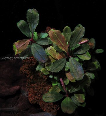 Фото Буцефаландра Батанг кава Bucephalandra sp. Batang kawa  (photo#141761)