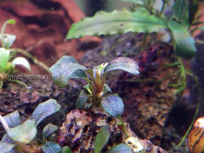 Буцефаландра Брауни Жар Птица (Bucephalandra pygmaea Brownie Fire Bird)