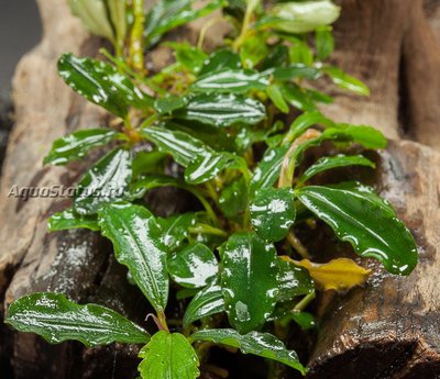 Буцефаландра (Bucephalandra sp. Brownie Jade)