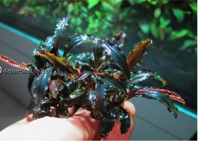 Буцефаландра (Bucephalandra sp. Brownie Ghost)