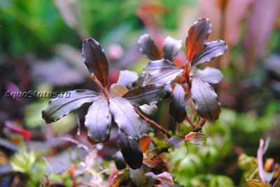 Буцефаландра (Bucephalandra sp. Brownie Helena)