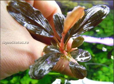 Буцефаландра Пикси (Bucephalandra sp. Brownie Pixy)