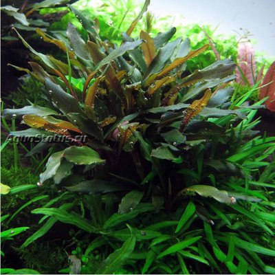 Буцефаландра красно-коричневая узкая (Bucephalandra sp. «Braun-rot narrow»)