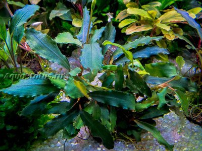 Фото Буцефаландра черная жемчужина Bucephalandra sp. Black Pearl aka. Odin  (photo#141799)