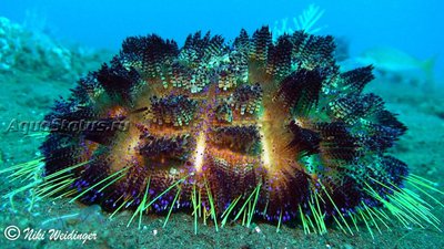 Ёж огненный (Asthenosoma ijimai)