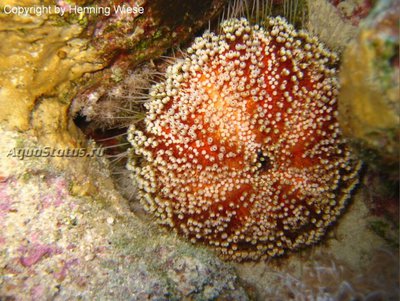 Ёж красноморский огненный (Asthenosoma marisrubri )