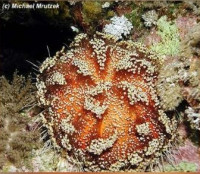 Ёж красноморский огненный (Asthenosoma marisrubri )