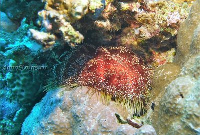 Ёж красноморский огненный (Asthenosoma marisrubri )
