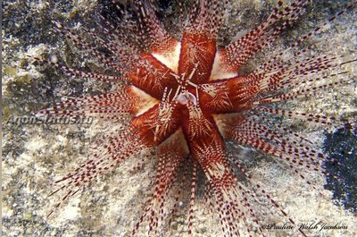 Еж великолепный морской (Astropyga magnifica)