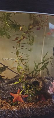 Опознание аквариумных растений