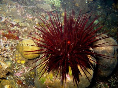 Фото Ёж красный морской Astropyga radiata  (photo#141930)