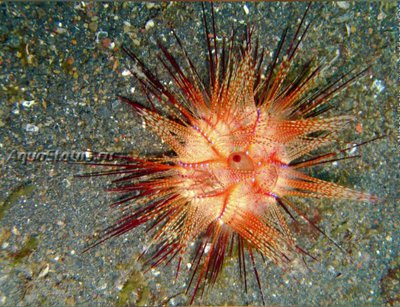 Фото Ёж красный морской Astropyga radiata  (photo#141932)