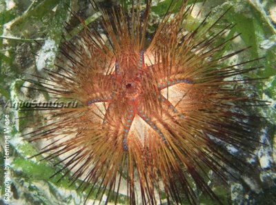 Фото Ёж красный морской Astropyga radiata  (photo#141933)