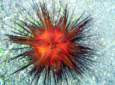 Фото Ёж красный морской Astropyga radiata  (photo#141934)