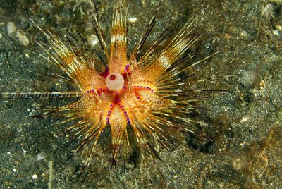 Фото Ёж красный морской Astropyga radiata  (photo#141935)
